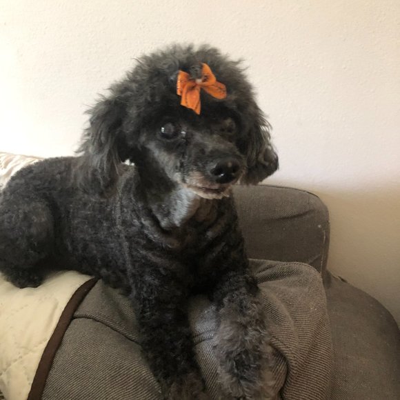 Meet your Posher, Lisa - Picture 3 of 7